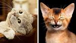 Top 10 Most Dangerous Cat Breeds to Own -- Most Expensive ...