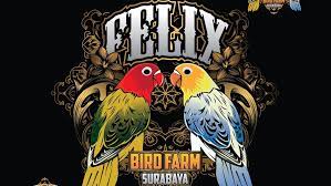 Check spelling or type a new query. Felix Lovebird Farm Shop Videos Facebook