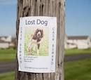Image result for lost dog signs