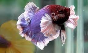 Elephant ear betta fighting fish | the aquarium factory. Elephant Ear Betta 2 To 2 5 Inch Fisheshop