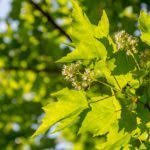 But the main attraction of this. Growing Tatarian Dogwoods How To Care For A Tatarian Dogwood Shrub