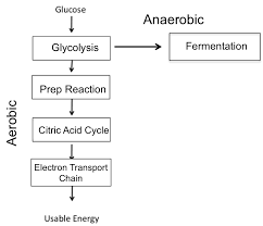 24 Exhaustive Cellular Respiration Basic