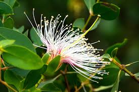 Image result for Sonneratia alba