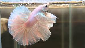 Check back next spring for fish! Albino Betta Fish Picture 3 Of 20 White Pastel Halfmoon Hd Wallpapers Wallpapers Download High Resolution Wallpapers Betta Fish Betta Fish Types Betta