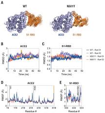South africa has named this variant 501y.v2, because of a n501y mutation. Stable Interaction Of The Uk B 1 1 7 Lineage Sars Cov 2 S1 Spike N501y Mutant With Ace2 Revealed By Molecular Dynamics Simulation Biorxiv