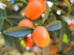 Arbres Fruitiers Tous Nos Sujets