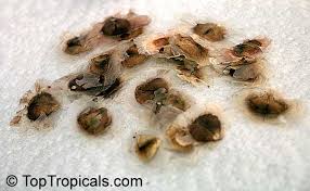 Image result for Catophractes alexandri