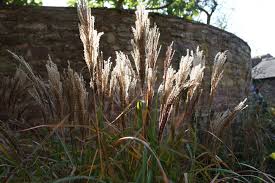 Image result for Cortaderia