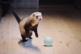 ideas for toys your pet ferret might enjoy
