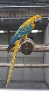 Perroquets Beautiful Birds Parrot Pet Pet Birds