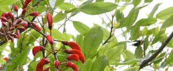 Image result for Erythrina falcata