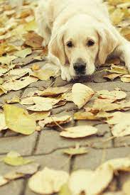 What A Nugget Dogs Dog Love Golden Retriever
