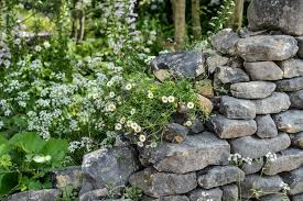 Image result for Erigeron karvinskianus