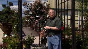 Cheerful music, palm trees, and an endless road. Indian Hawthorn Can Be Shrub Or Tree Youtube
