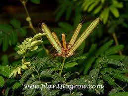 Image result for Calliandra tweedii