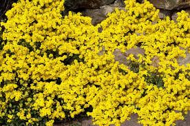 Image result for Aurinia