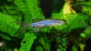9 Jenis Ikan Hias Air Tawar Yang Bisa Dicampur