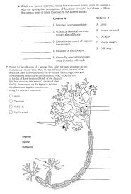 Neuron function pogil flashcards | quizlet what is the job of a neuron? Neuron Function Pogil Key Ecological Pyramids Worksheet Answers Pogil Promotiontablecovers Neuron Structure And Function Pogil Quiz Flashcards Quizlet Download Neuron Function Pogil Answer Key Document Anak Pandai