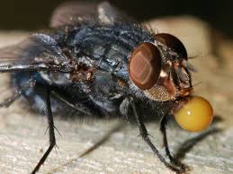 They can only eat liquids but they can turn many. Curious Kids Why Do Flies Vomit On Their Food
