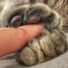 Cat Daily Life Photo Cute Cat Wallpaper Cute Cats Kittens Cutest