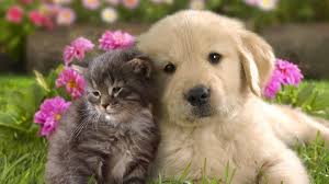 Labrador Retriever Puppies For Sale Cute Cats And Dogs Cute Animal Videos Kittens Cutest