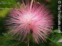 Image result for Calliandra surinamensis