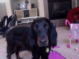 Trin Our Gordon Setter From The Boulder Humane Society Humane Society Gordon Setter Gordon