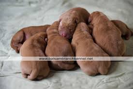 There has been a lot of research lately around domesticating foxes. Pin On Puppies And Dogs
