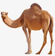 It is useful if you are just about to head back into the desert. Desert Camel Standing Png Image Camel Png Transparent Png 2461x2361 Free Download On Nicepng