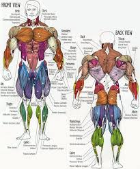 muscle group chart with a list of what exercise you need to