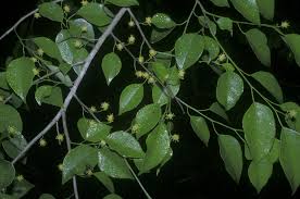 Image result for Maprounea