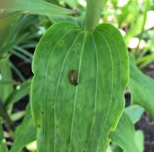 While the bulb is the. How To Control Red Lily Leaf Beetles Longfield Gardens