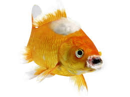 How To Treat Fungus And Bacteria In Pond Fish Pond Aquarium Problem Solver