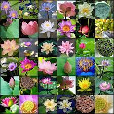 Lotus White Lotus Flower Lotus Blossom Lotus Bud