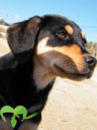 Image result for sedmihradský honič