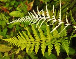 Image result for Pityrogramma