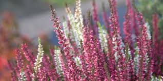 We did not find results for: Top 5 Winter Colour Plants For The Winter Garden Borders And Containers