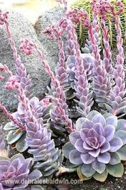 Echeveria Perle Von Nurnberg Kakteen Und Sukkulenten Bunte Sukkulenten Echeveria
