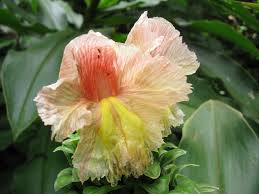 Image result for Costus subbiflorus