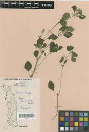 Image result for Justicia tenella