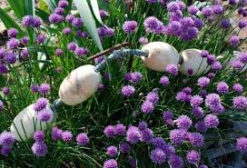 We did not find results for: Low Growing Summer Perennials