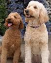 12 Facts About the Goldendoodle
