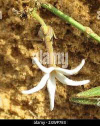 Image result for Orthanthera jasminiflora