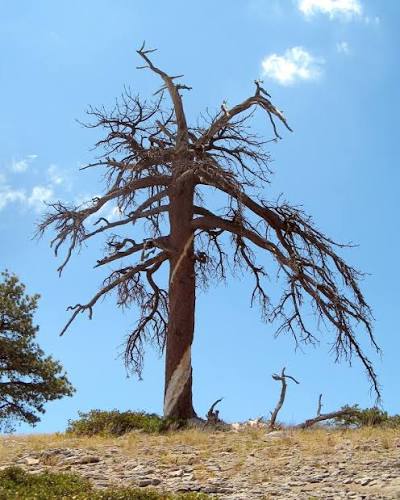 Spiral lightning scars