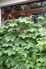 Bierhopfen Hopfen Humulus Lupulus Infos Fur Begrununsprojekte Pflanzen Terrasse Pflanzen Bepflanzung