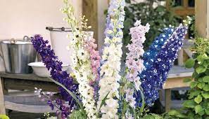 Year Of The Delphinium Seed World