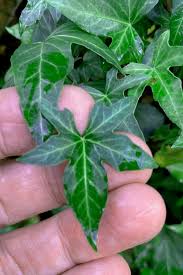 Image result for Hedera
