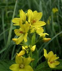 Image result for Lysimachia tenuicaulis
