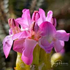 Image result for Penaeaceae