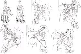 sujok pdf google search acupuncture reflexology